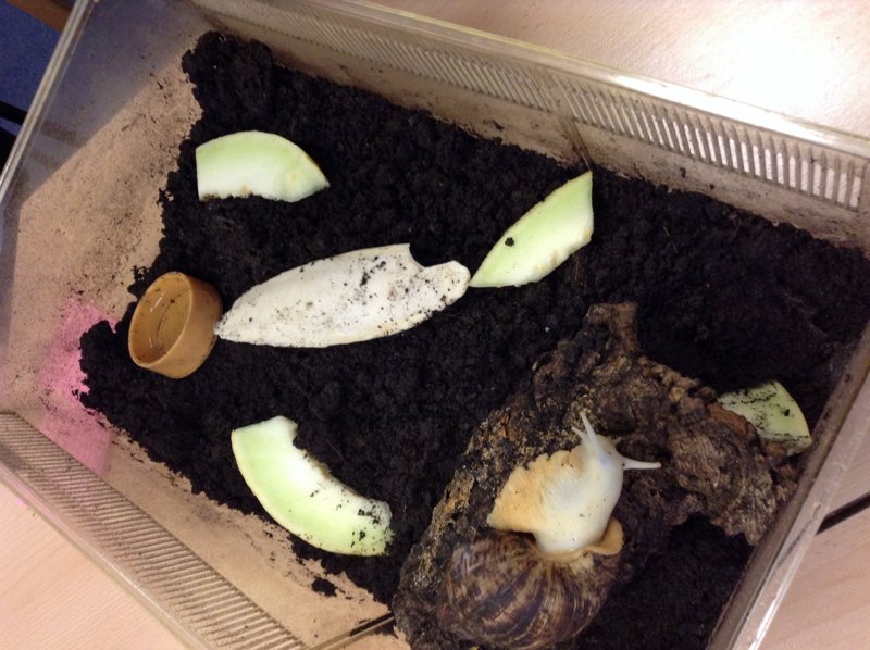 Image of Timmy and Iggy. The Giant African Land Snails. 
