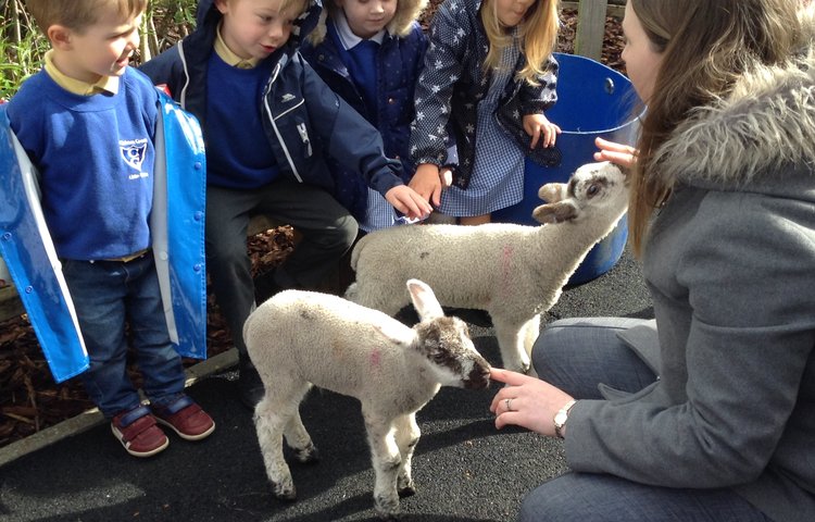 Image of Lambs, Rosie and Robbie come to school