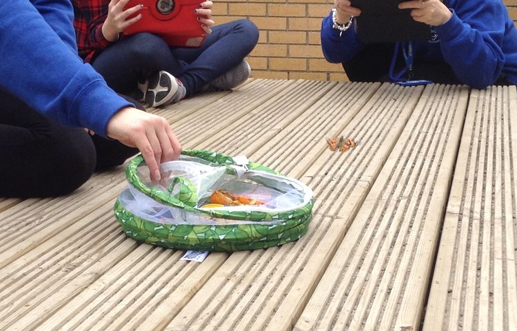 Image of Releasing our butterflies