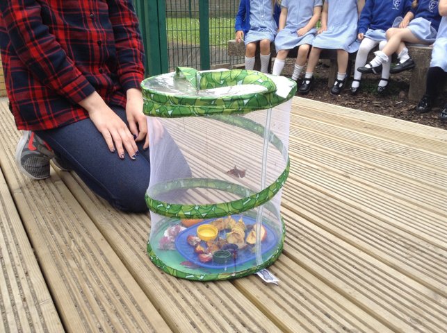 Image of Releasing Our Butterflies