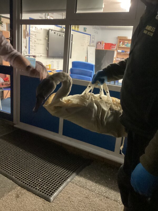 Image of Swan Rescue