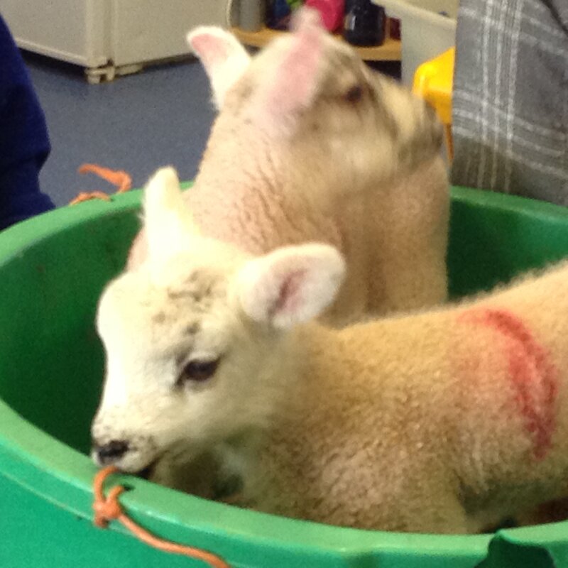 Image of Visiting Lambs