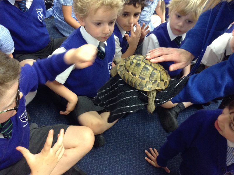 Image of A visit from Oscar and Della the tortoises 