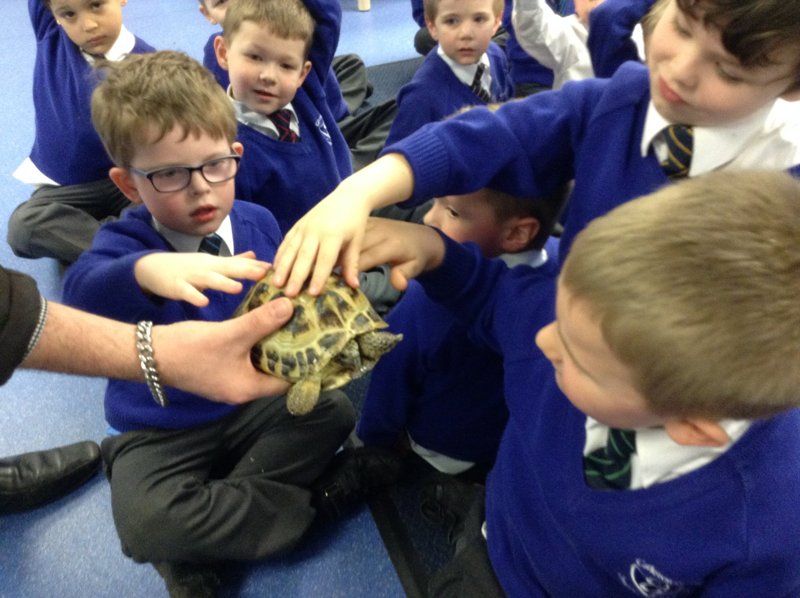 Image of A visit from Zippy the tortoise 